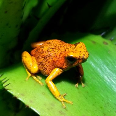 Oophaga sylvatica San Lorenzo