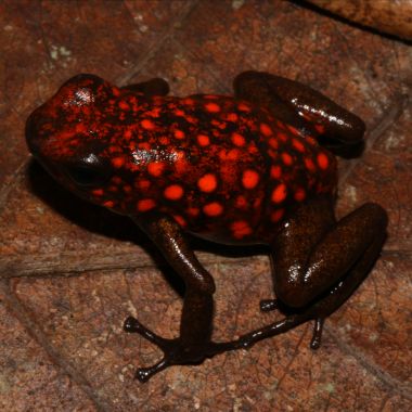 Oophaga sylvatica Puerto Quito
