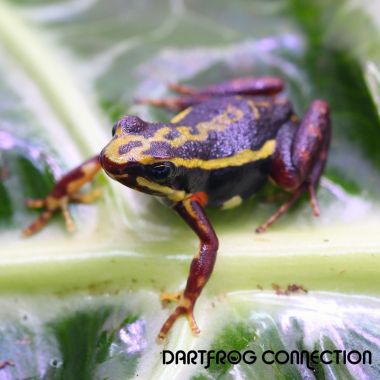 Epipedobates tricolor Rio