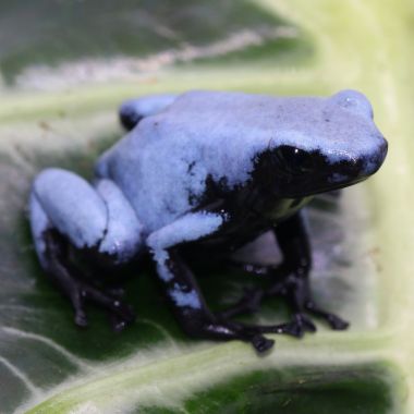 Adelphobates galactonotus Blue