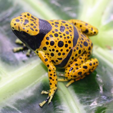 Dendrobates Leucomelas Bolivar (Fine Spot)