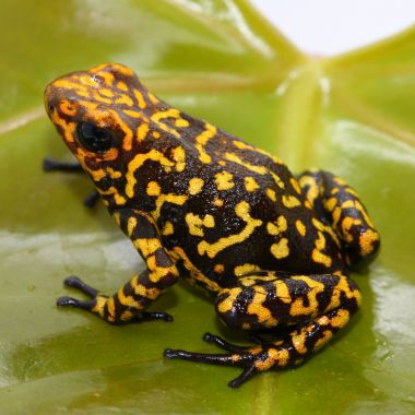 Oophaga histrionica Red Head Small Locale