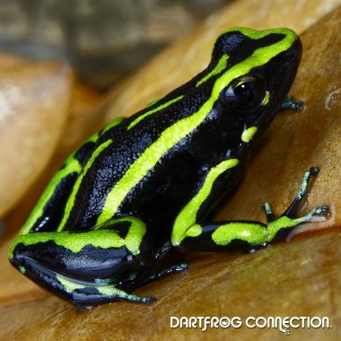 Ameerega trivittata Huallaga Valley