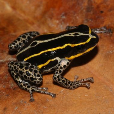 Ranitomeya sirensis Biolat