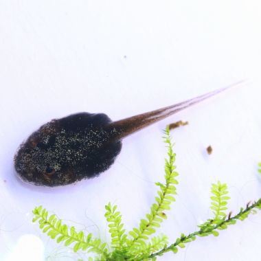 Phyllobates Terribilis Mint Tadpole
