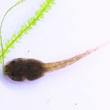 Epipedobates anthonyi Ankas Tadpole