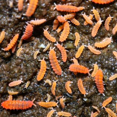 Tropical Orange Springtail - Yuukianura aphoruroides 