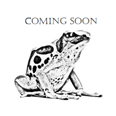 Epipedobates darwinwallacei