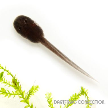Adelphobates galactonotus Blue Tadpole