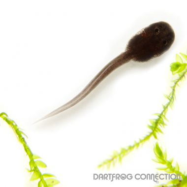 Adelphobates GALACTONOTUS Yellow Tadpole