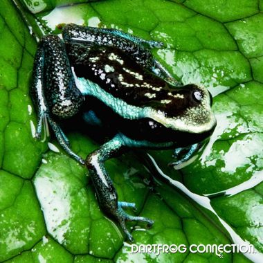 Ameerega Bassleri Sisa