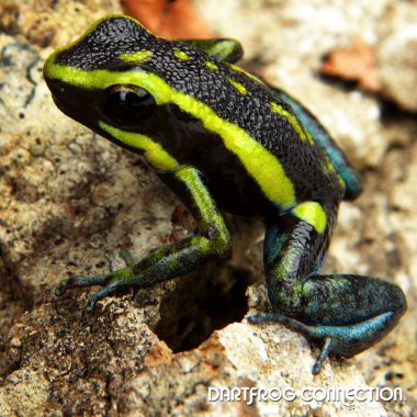 Ameerega Bassleri Black