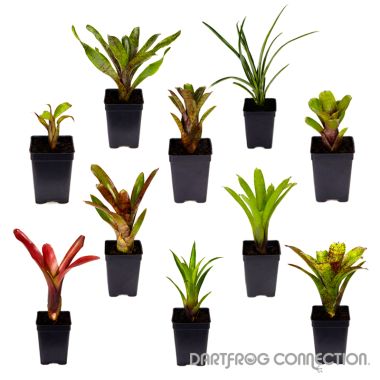 DFC Bromeliad Bundle- 10 Plants