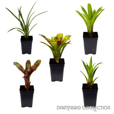 DFC Bromeliad 5 Plant Bundle