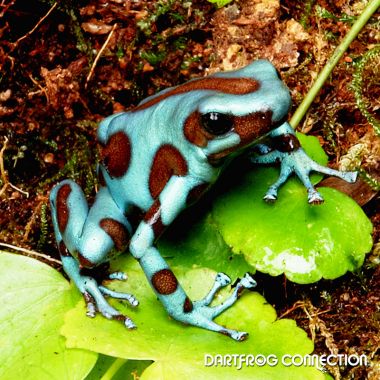  Dendrobates Auratus Green and Bronze