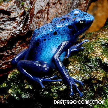Dendrobates tictorius Azureus Juvenile