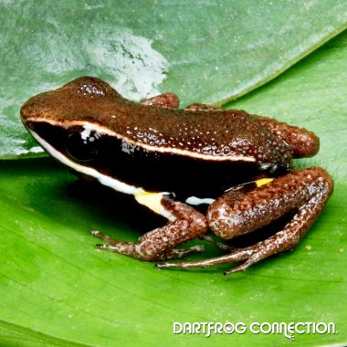 Allobates femoralis French Guiana