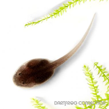 Phyllobates Terribilis Yellow Tadpole