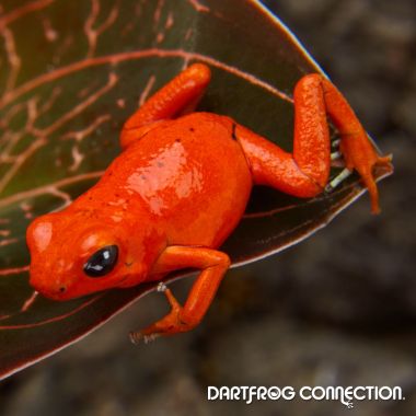 Oomphaga  Pumilio Solarte 