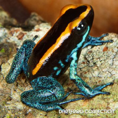 Phyllobates Vittatus Juvenile
