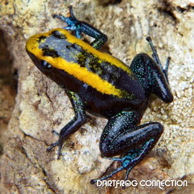 Phyllobates aurotaenia Yellow