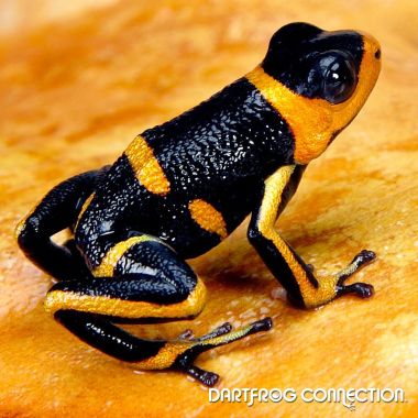 Ranitomeya Imitator Intermedius Banded SubAdults