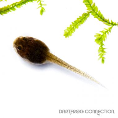 Epipedobates Athonyi Santa Isabel Tadpole