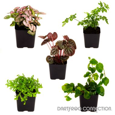 DFC Tropical Bundle- 5 Plants