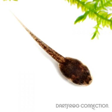 Epipedobates tricolor Morospunga Tadpole