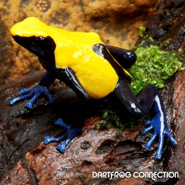 Dendrobates Tinctorius Citronella
