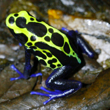 Dendrobates Tinctorius Green Sipaliwini