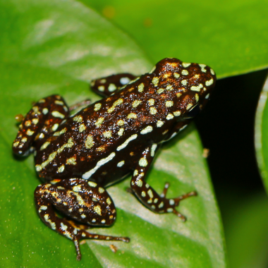 Epipedobates tricolor Cieletos