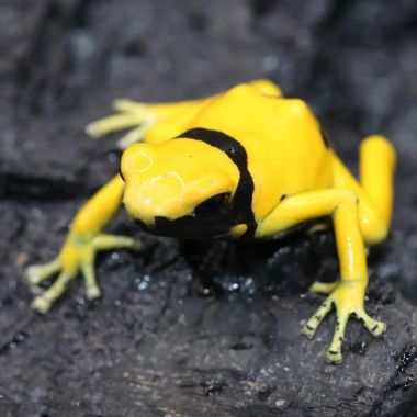 Dendrobates leucomelas Rio Negro
