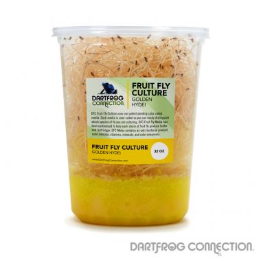 DFC Golden Hydei Fruit Fly Culture 