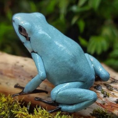 Adelphobates galactonotus Solid Blue