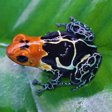 Ranitomeya fantastica Cainarachi