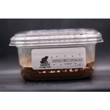 Temperate White Springtails - Box of Springtails (12 pack) - Free Overnight Shipping