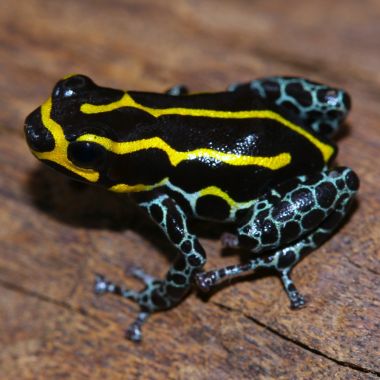 Ranitomeya imitator Baja Huallaga