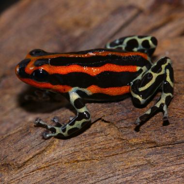 Ranitomeya sirensis Quimpichari