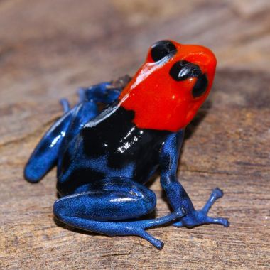 Ranitomeya benedicta Pampa Hermosa