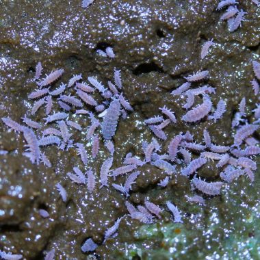 Temperate Lilac Springtails - Ceratophysella sp. Lilac