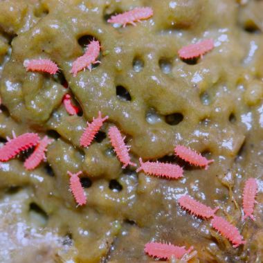 Tropical Red Sprintails - Lobelia sp. Red Thai 