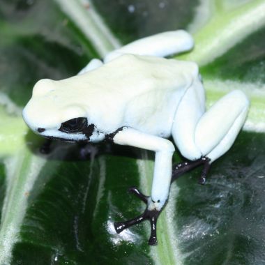 Adelphobates galactonotus Moonshine