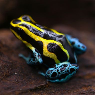 Ranitomeya variabilis Peruvian Gold