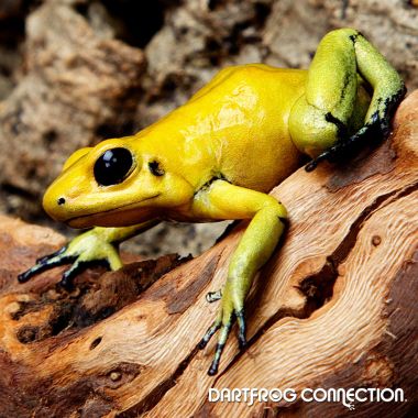 Phyllobates Terribilis  Yellow Pairs