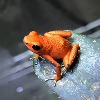 Oophaga pumilio Bahia Honda