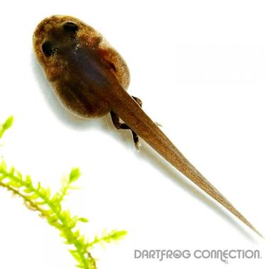 Ranitomeya imitator nominant Tadpole