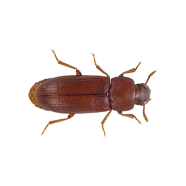 DFC Flour Beetle Culture