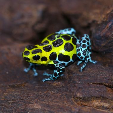 Ranitomeya variabilis Southern