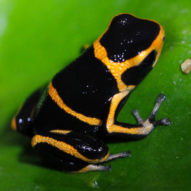Ranitomeya summersi